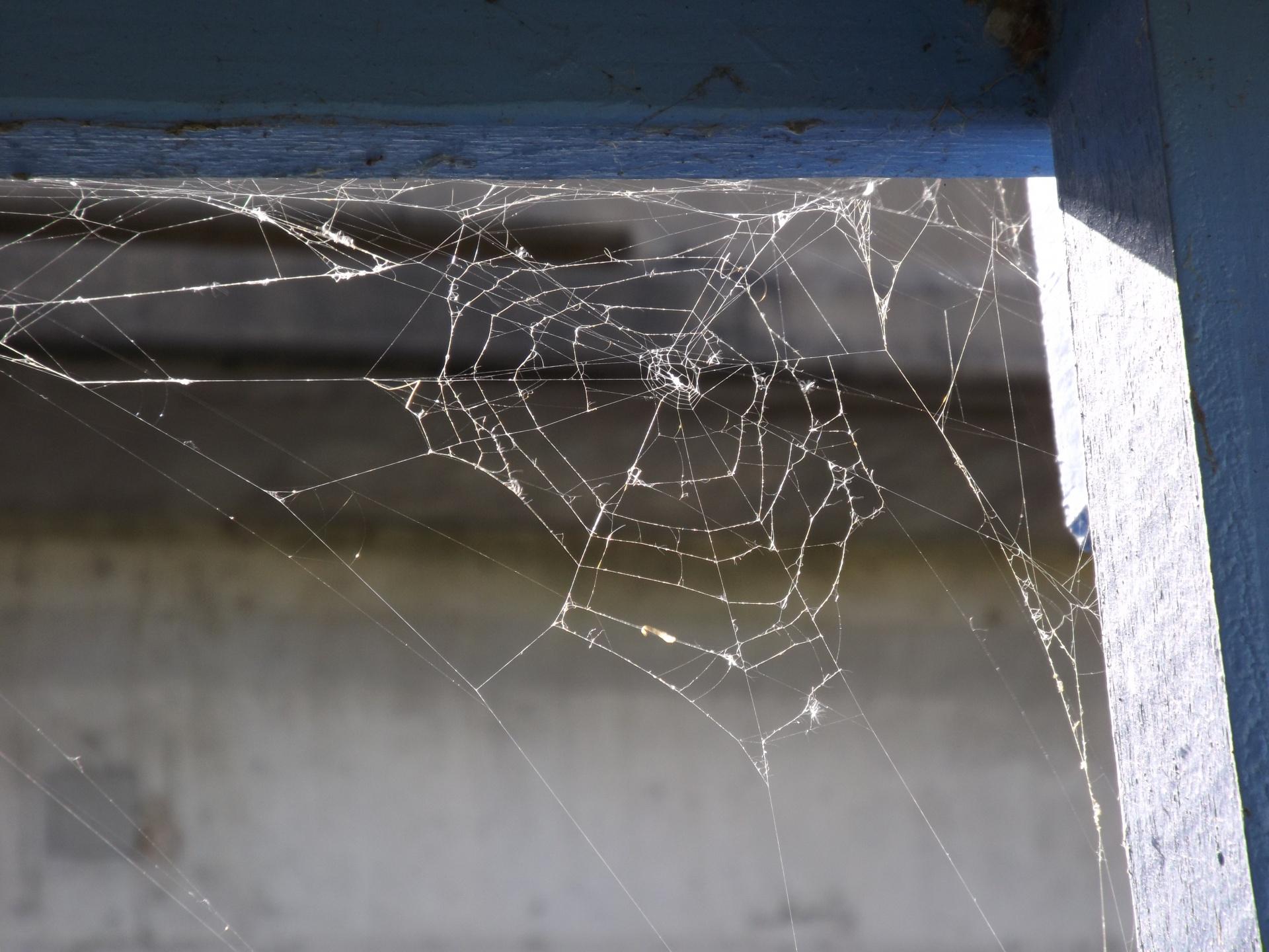 Spider web in a corner of a home.